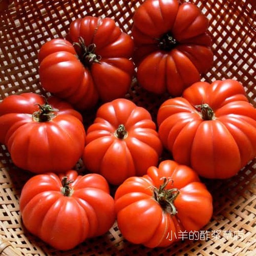 疯狂的小羊马蹄盆栽番茄