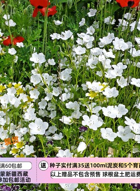 【种子】新花色  喜凉爽  纯白色 喜林草 白雪公主 20粒