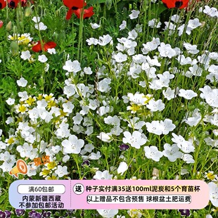 【种子】新花色  喜凉爽  纯白色 喜林草 白雪公主 20粒