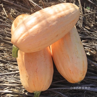 【种子】传家宝南瓜  高甜粉糯杏子/香草香气 帕斯提拉香槟  3粒