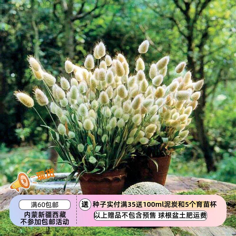 【种子】 禾本科 观赏草 矮生兔尾巴草 10粒