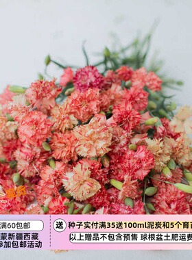 【种子】石竹科 有香味儿 重瓣切花型康乃馨 橙色果子露 10粒