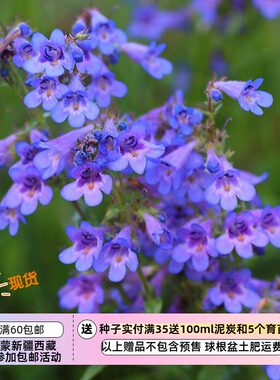 【种子】多年生  前山钓钟柳 矮生蓝雾钓钟柳 10粒