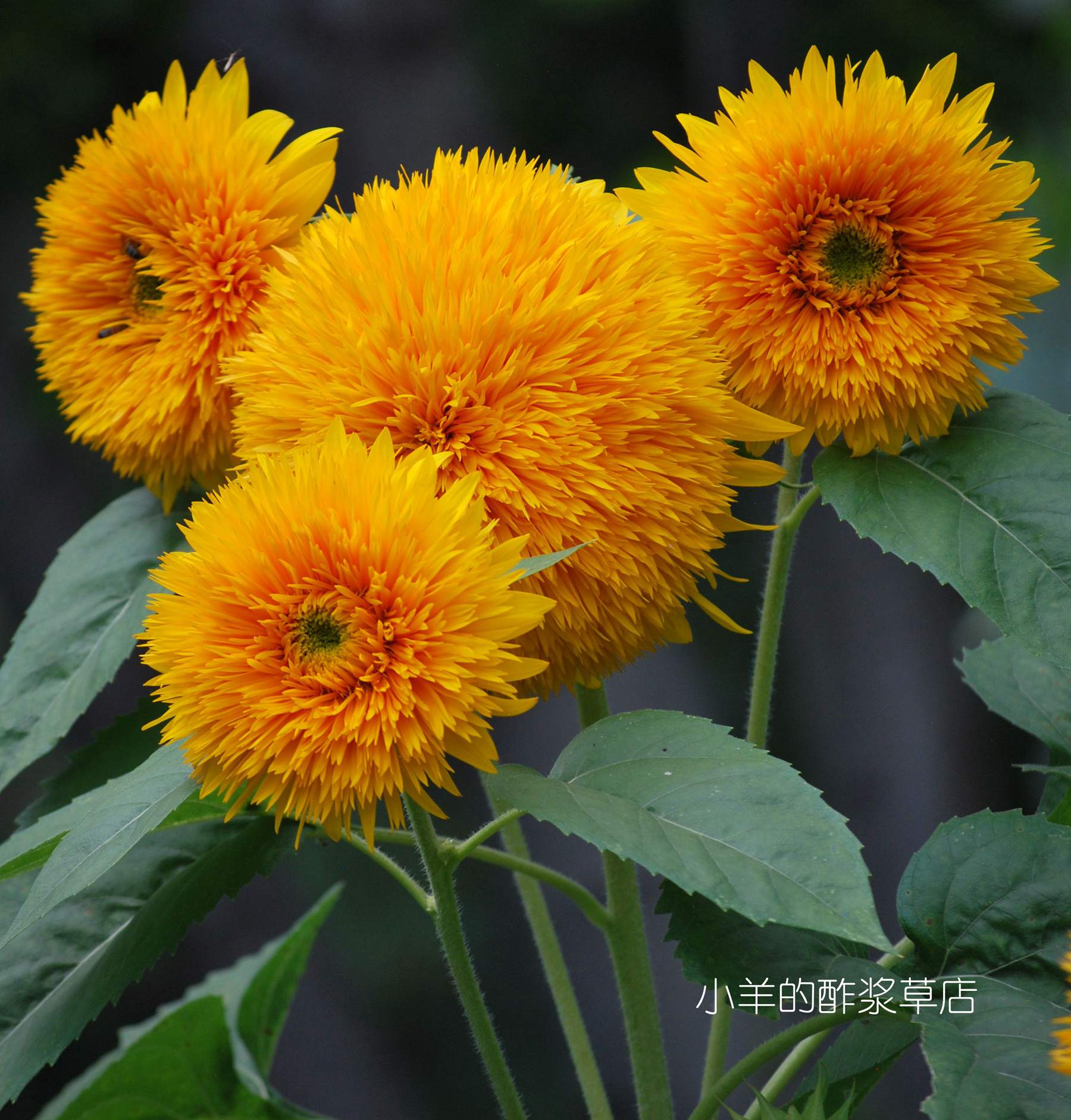 【种子】一年生夏季耐热 多头分枝型 向日葵 重瓣太阳王 5粒