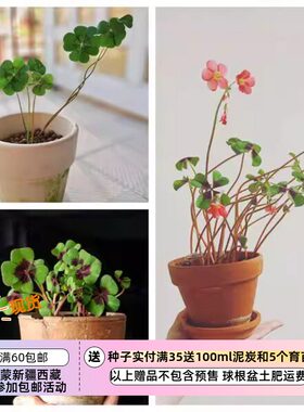 2026年【包邮春植酢浆草球根】新手推荐  四叶草 幸运草 多种可选