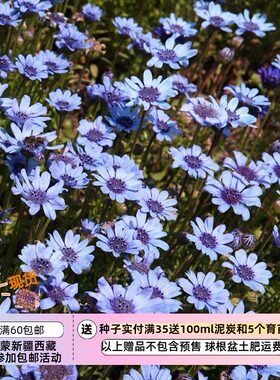 疯狂的小羊费利菊蓝色