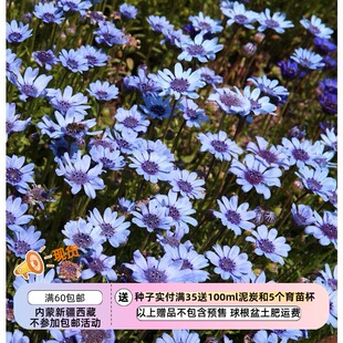 【种子】一年生 菊科 蓝雏菊 蓝色玛格丽特  费利菊 蓝色 10粒