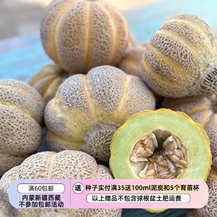 【种子】传家宝老品种 早熟 “肉豆蔻”绿肉甜瓜 珍妮·林德 5粒
