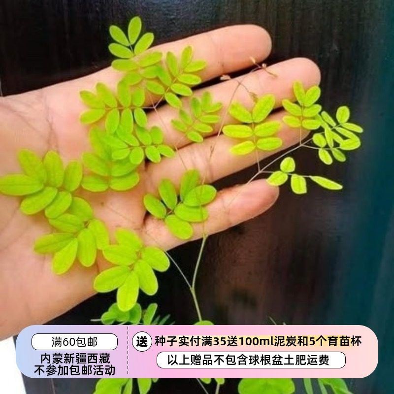【种子】多年生 散光明亮不需要暴晒 巴西铁架木 3粒,鲜花速递/花卉仿真/绿植园艺,家庭园艺种子,淘宝优惠券,粉丝福利购,淘宝优惠卷