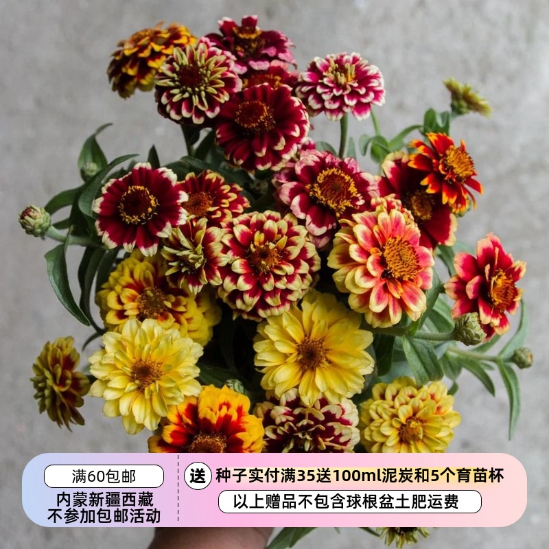【种子】夏季耐热 切花型 小花复色重瓣百日草 爵士乐混色 10粒