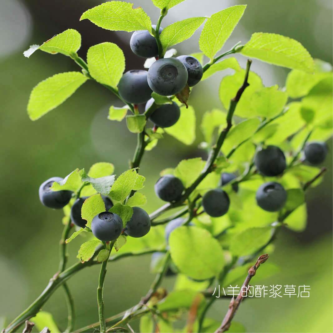 疯狂的小羊可食用浆果