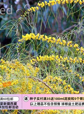 【种子】 Minni-Ritchi树皮 银色枝叶 亮黄色花序 夏雨金合欢 5粒