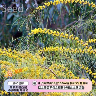 【种子】 Minni-Ritchi树皮 银色枝叶 亮黄色花序 夏雨金合欢 5粒