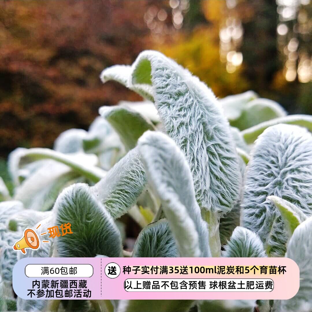 【种子】 毛茸茸的叶子 绵毛水苏 羔羊的耳朵 10粒