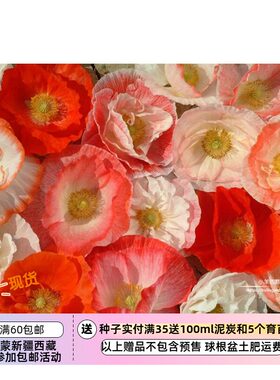 雪莉虞美人盆栽进口种子