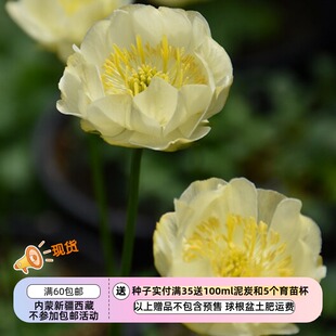 【种子】多年生 半日照可种 半重瓣金莲花 新月 5粒