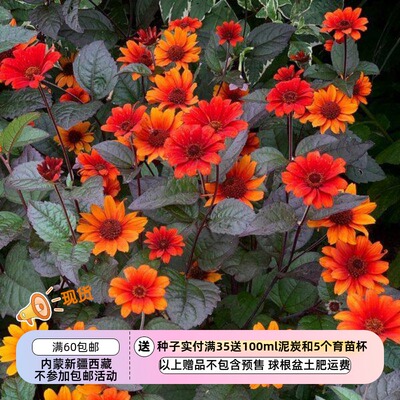 【种子】多年生 赛菊芋 花色渐变 心血 滴血的心 5粒