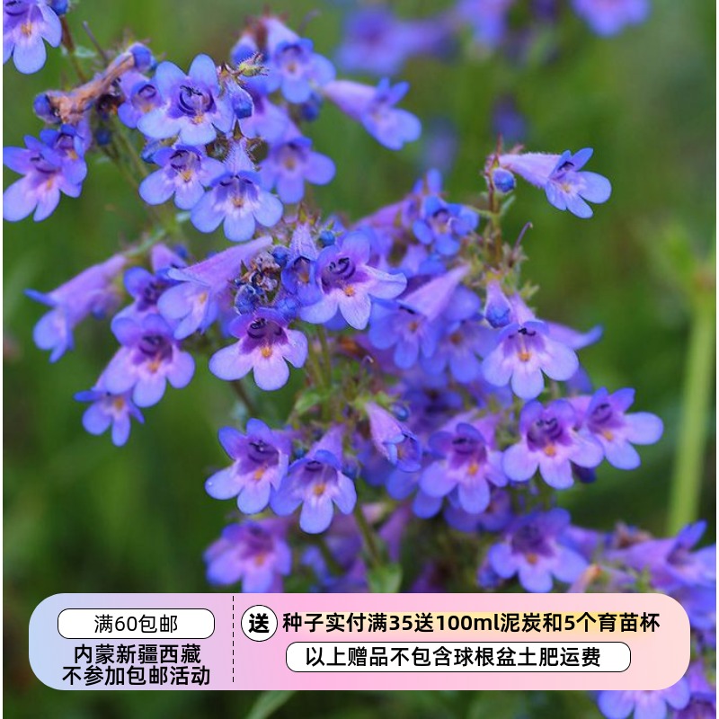 【种子】多年生  前山钓钟柳 矮生蓝雾钓钟柳 10粒