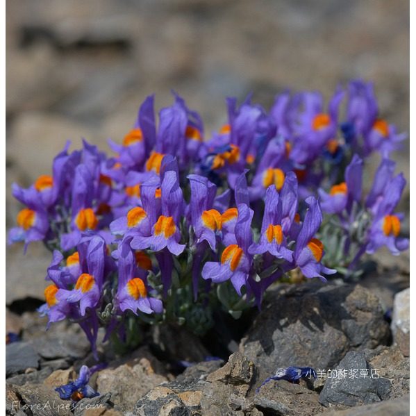 疯狂的小羊高山柳穿鱼