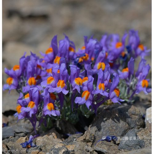 疯狂的小羊高山柳穿鱼