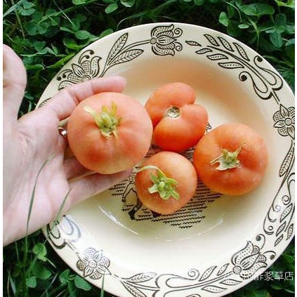 疯狂的小羊毛茸茸的番茄