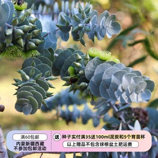 【种子】  尤加利 叶状小桉树 EUCALYPTUS kruseana 5粒