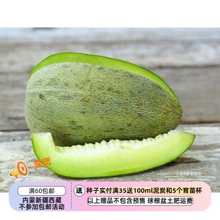 【种子】种子来自伊拉克北部 柑橘味儿古老的 萨迈拉老瓜 5粒