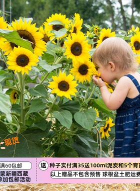 【种子】夏季耐热  矮生向日葵 橙色小矮人 5粒