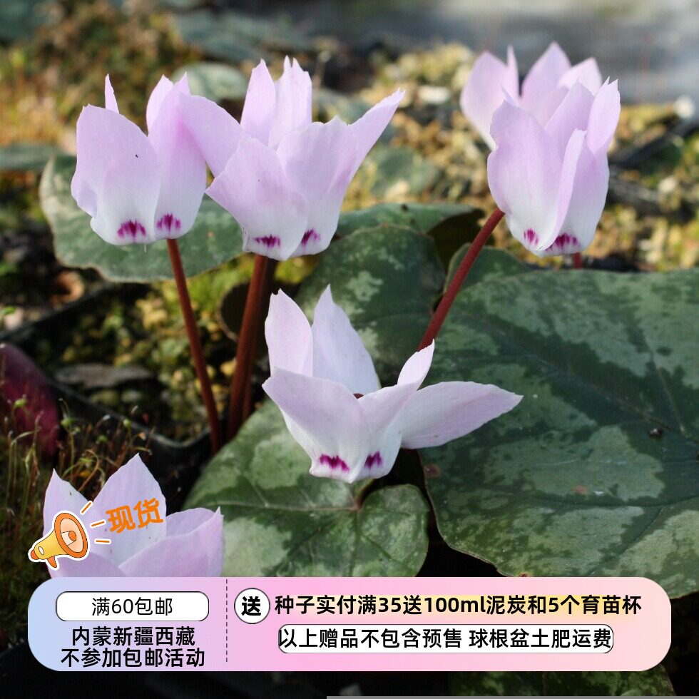【种子】播种难度高  原生种仙客来 黎巴嫩仙客来 5粒