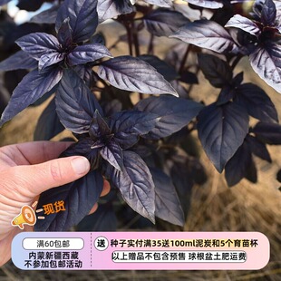 【种子】热那亚香气/叶形/食用/装饰 紫叶罗勒 普洛斯佩拉F1 10粒