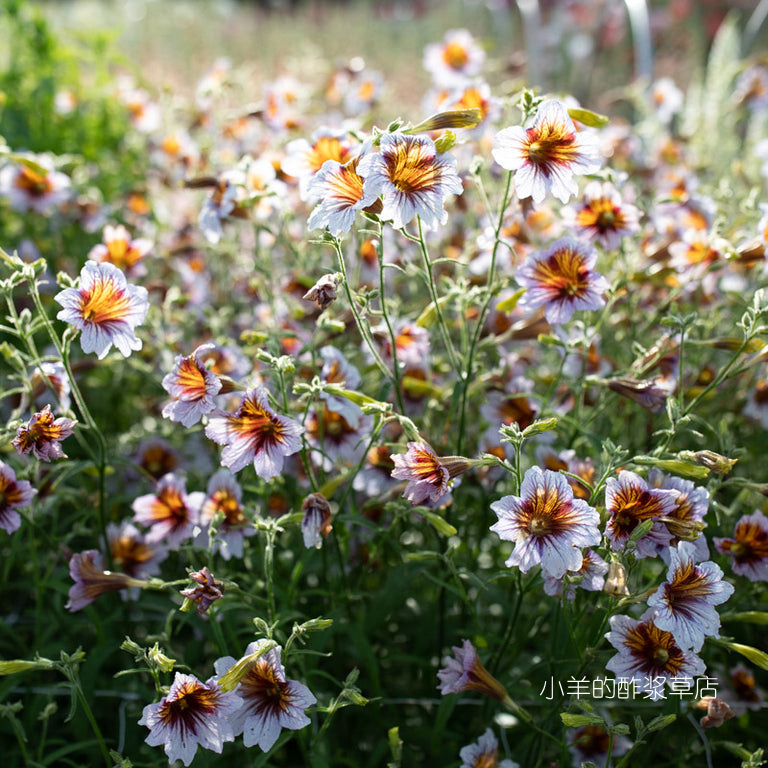 疯狂的小羊智利喇叭花薰衣草阴影