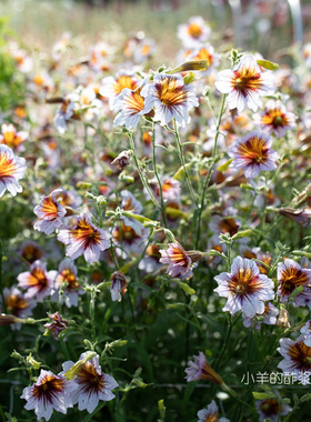 【种子】切花型  大花美襟 智利喇叭花 淡薰衣草 10粒