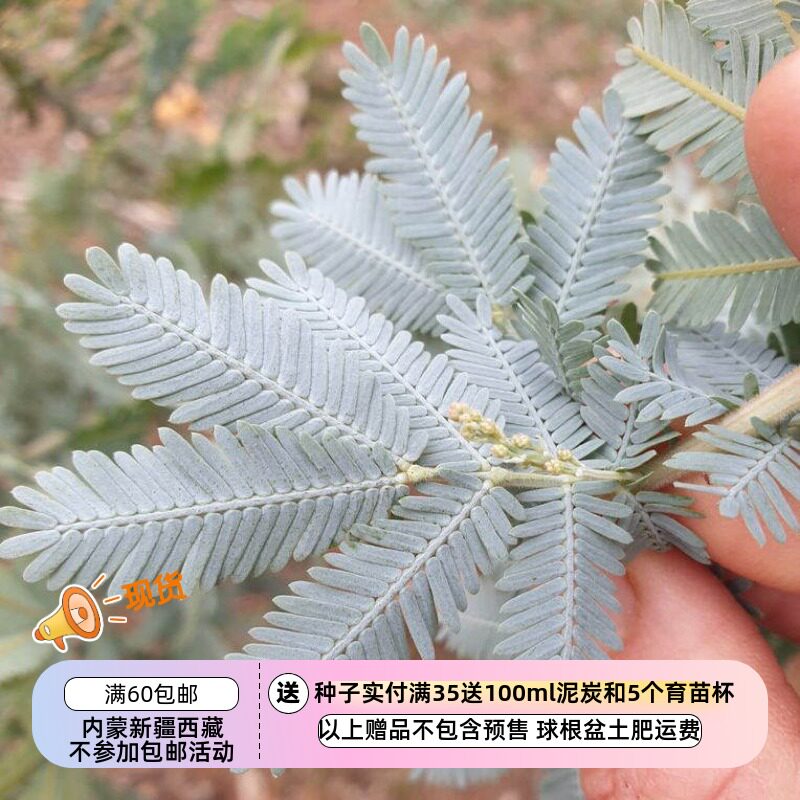 【种子】多年生 贝利氏相思树 库塔蒙德拉金合欢 5粒