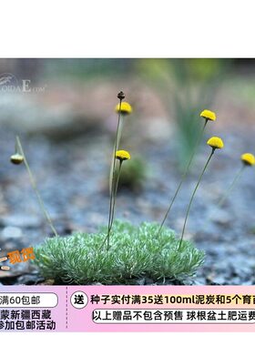 菊科无敌可爱糖果灯球10粒种子