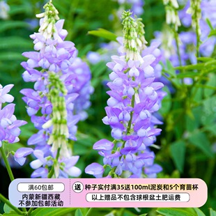 【种子】多年生 花朵繁茂 花期长 山羊豆 法国紫丁香 5粒