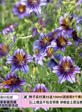 【种子】多花紧凑 大花美人襟 智利喇叭花 虎纹蓝色 5粒