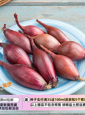【种子】红色版本 味道浓郁  鱼雷状椭圆形小洋葱 伊利斯塔 10粒