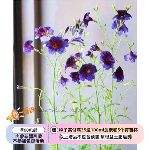 【种子】切花类型 智利喇叭花 克莱因蓝 10粒
