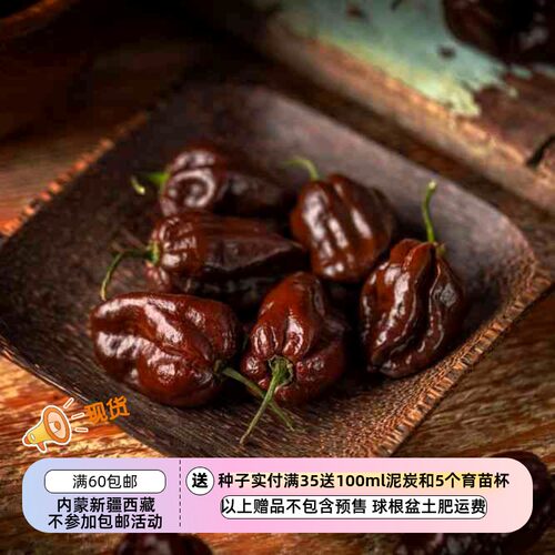 【种子】传家宝老品种 超辣度57万史高维尔 巧克力哈瓦那辣椒 5粒