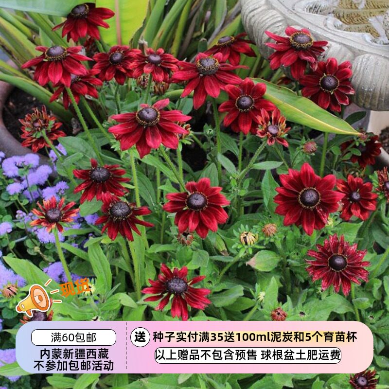 宿根金光菊樱桃白兰地酒10粒图片