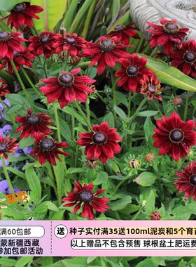 宿根金光菊樱桃白兰地酒10粒