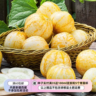 【种子】 传家宝老品种 柠檬黄瓜 5粒