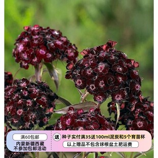 【种子】多年生 石竹科  花芳香 须苞石竹 红黑石竹 暗夜 10粒