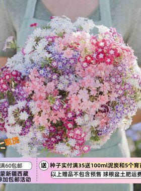【种子】一年生 香花 福禄考 小星星混色（花色随机） 10粒
