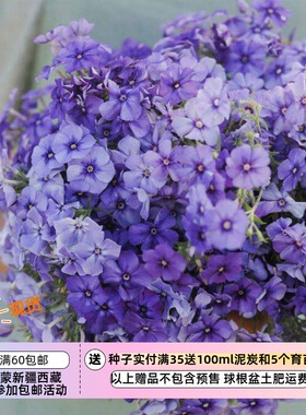 【种子】有香味 盆栽切花福禄考美丽的蓝色 10粒