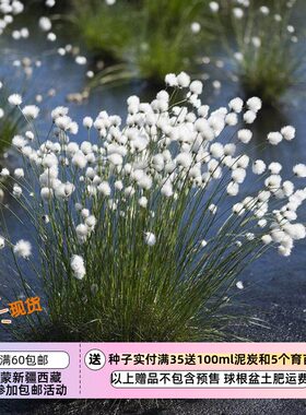 空心棉花莎草白毛羊胡子草