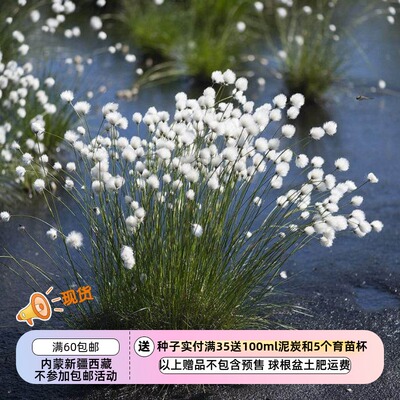 空心棉花莎草白毛羊胡子草