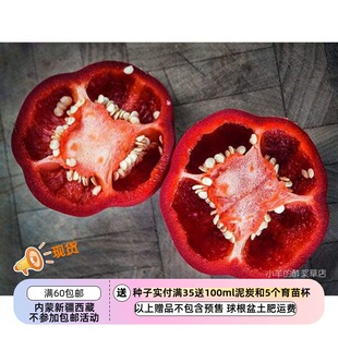 【种子】传家宝种子 辣椒 阿什郡多香果 水果甜椒 5粒