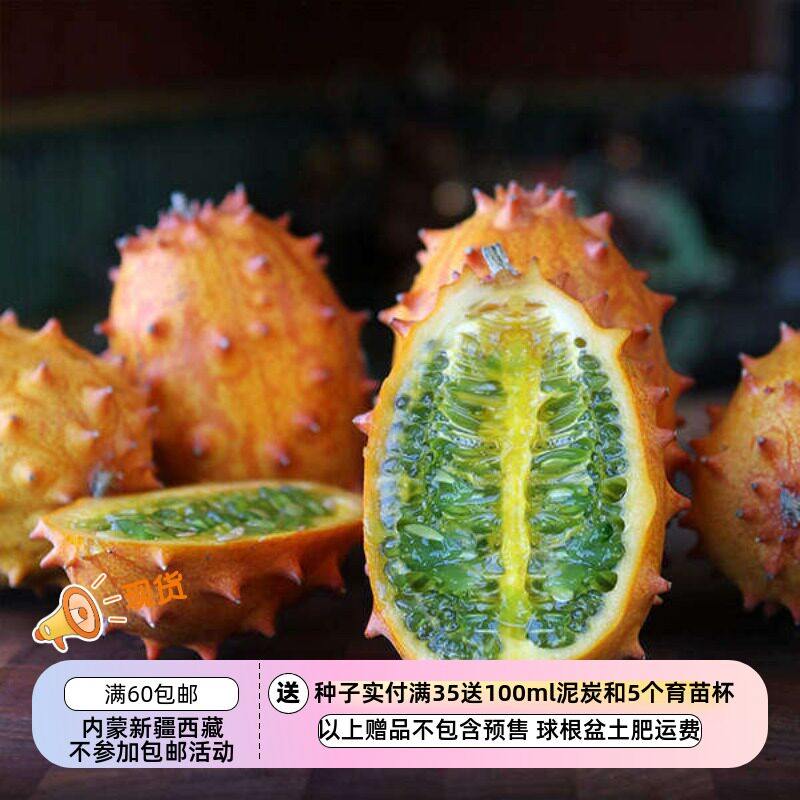 【种子】 传家宝老品种 非洲角瓜 果冻黄瓜 5粒