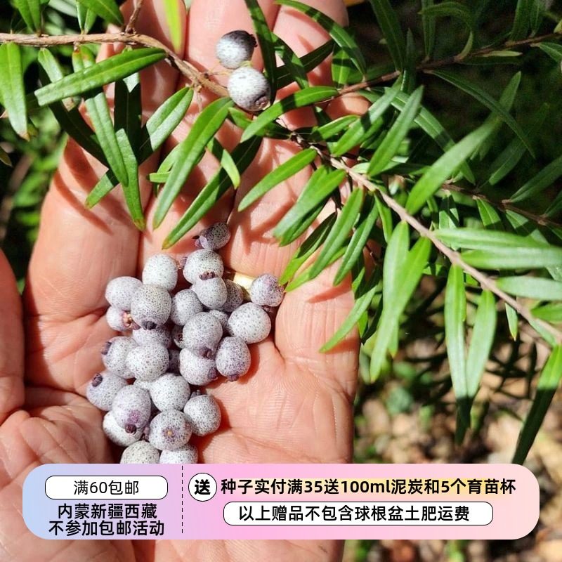 【种子】多年生 澳洲浆果小灌木 蜜晶果 Midyim Berry 3粒,鲜花速递/花卉仿真/绿植园艺,家庭园艺种子,淘宝优惠券,粉丝福利购,淘宝优惠卷